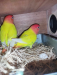 lutino red head master pair